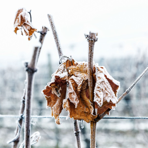 Winzerkeller Sommerach