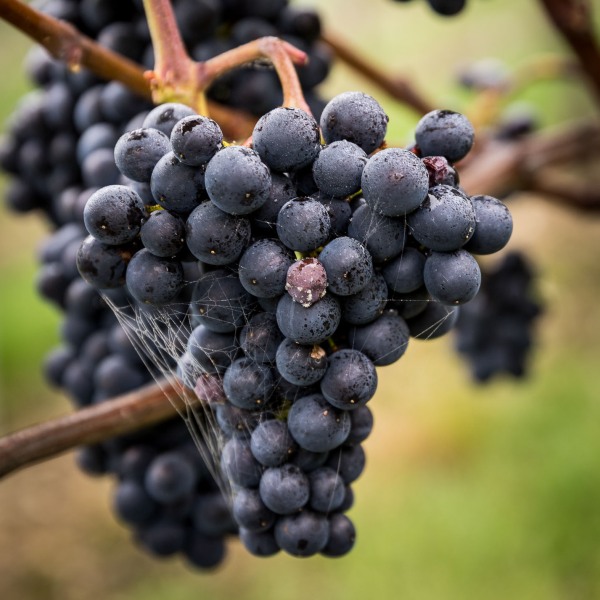 Winzerkeller Sommerach