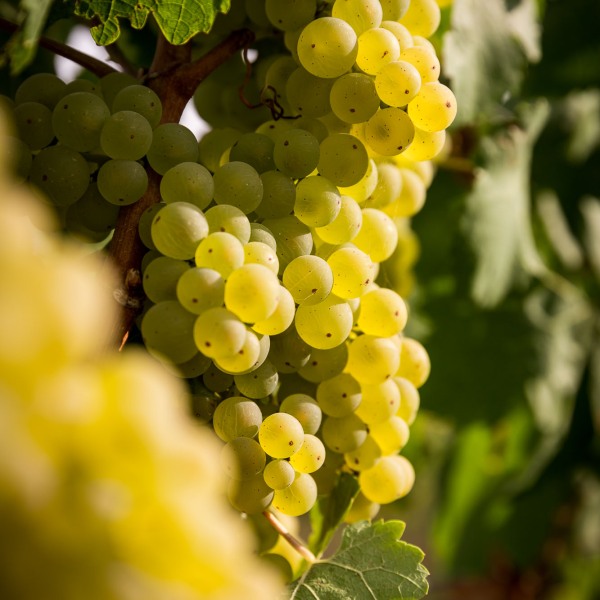 Winzerkeller Sommerach