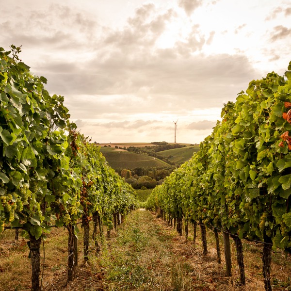 Winzerkeller Sommerach