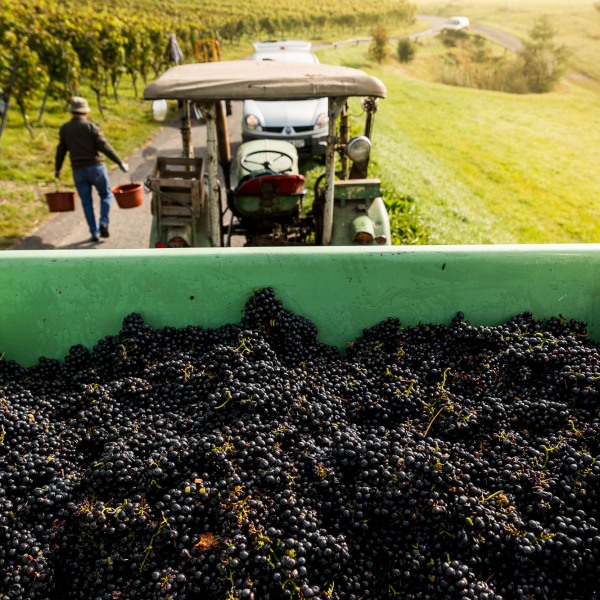 Winzerkeller Sommerach