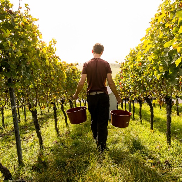 Winzerkeller Sommerach