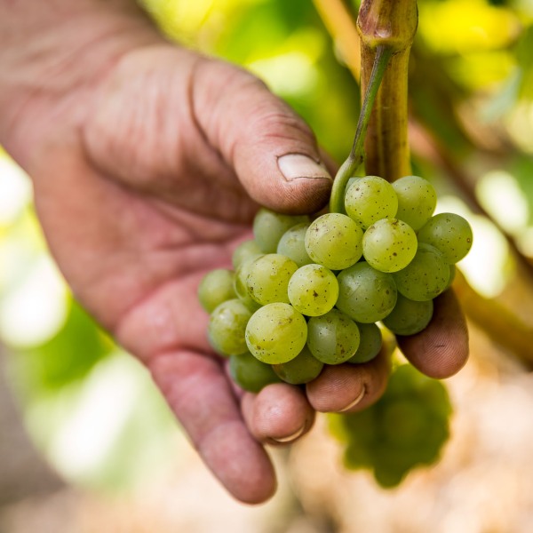 Winzerkeller Sommerach