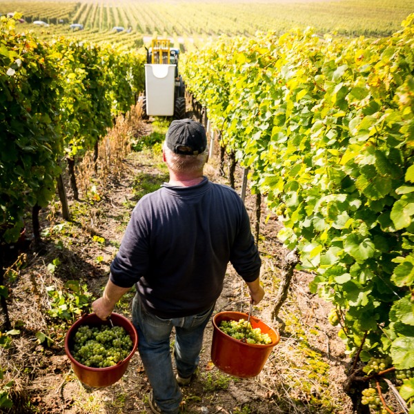 Winzerkeller Sommerach