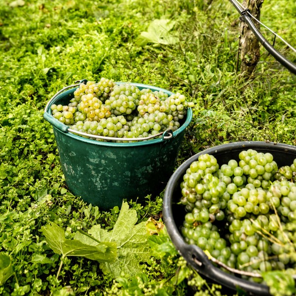 Winzerkeller Sommerach