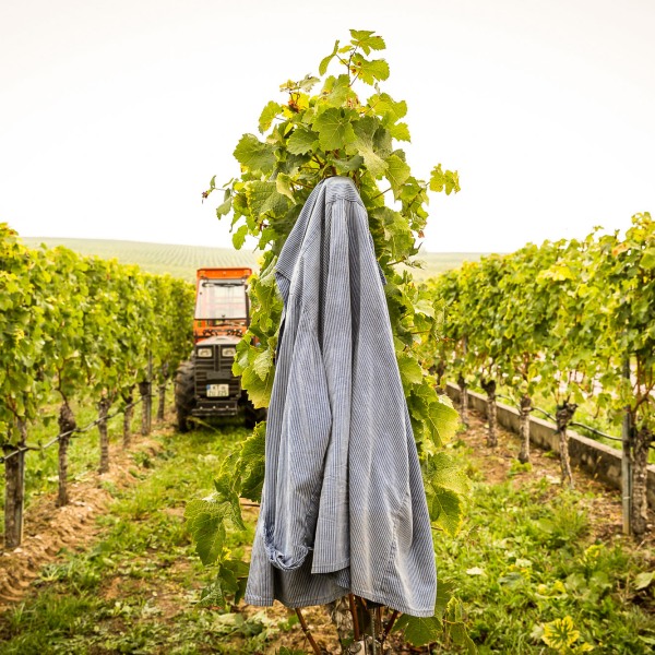 Winzerkeller Sommerach