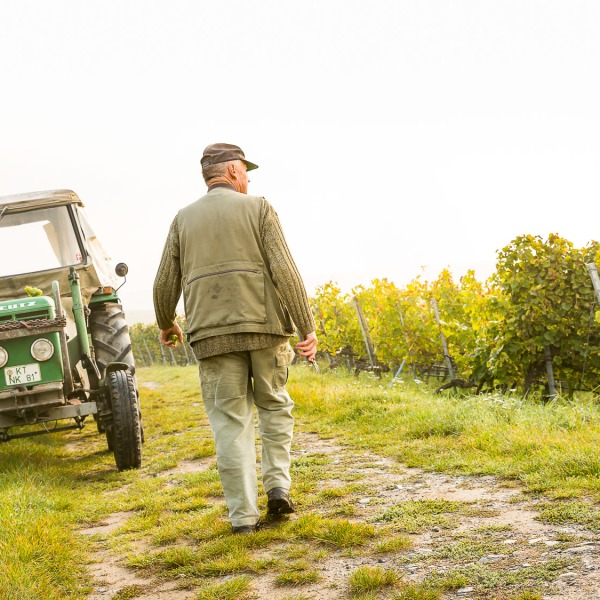 Winzerkeller Sommerach