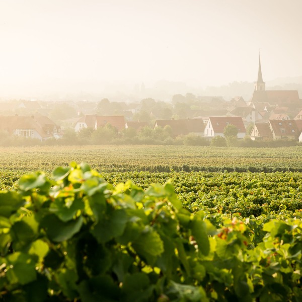 Winzerkeller Sommerach