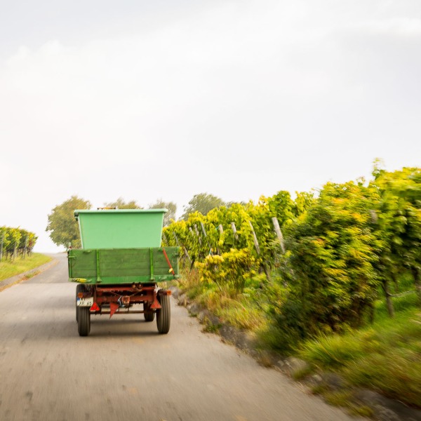 Winzerkeller Sommerach