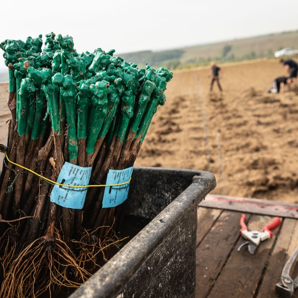 Winzerkeller Sommerach