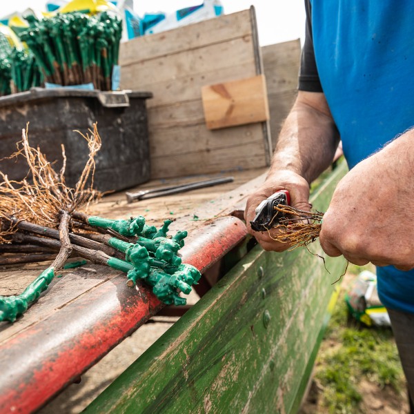 Winzerkeller Sommerach