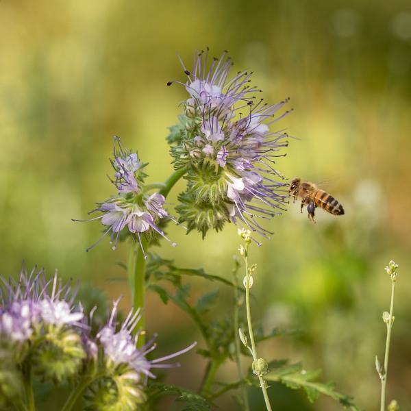 Winzerkeller Sommerach