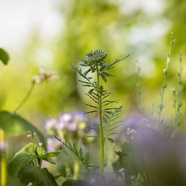 Winzerkeller Sommerach