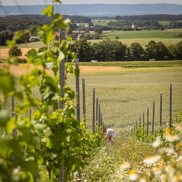 Winzerkeller Sommerach