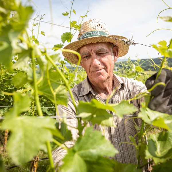 Winzerkeller Sommerach