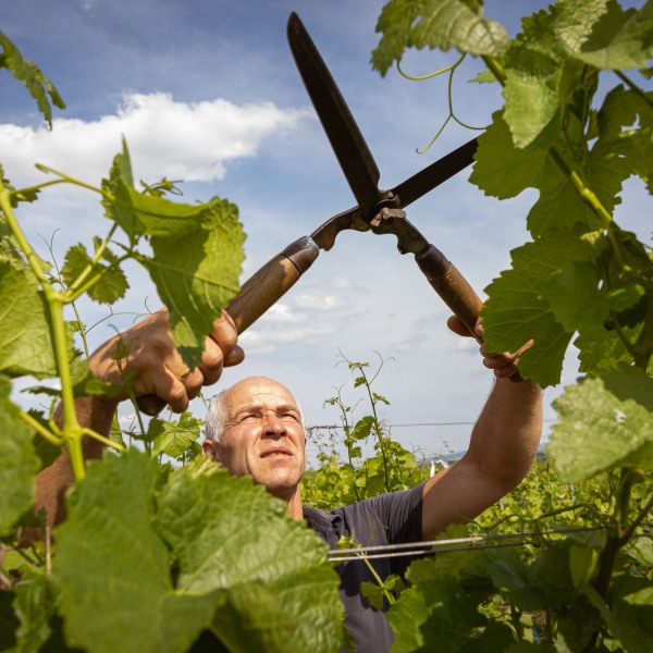 Winzerkeller Sommerach