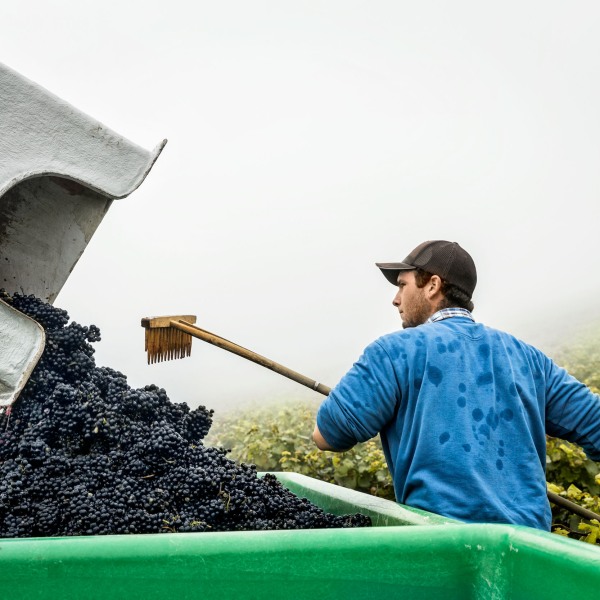 Winzerkeller Sommerach