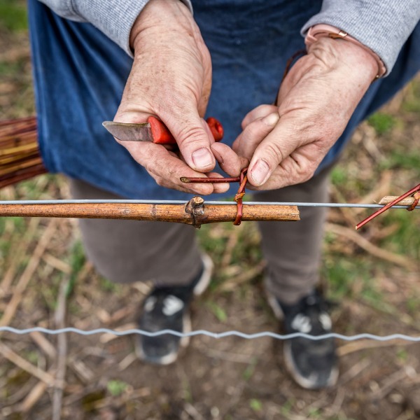 Winzerkeller Sommerach