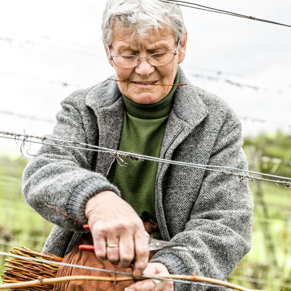 Winzerkeller Sommerach