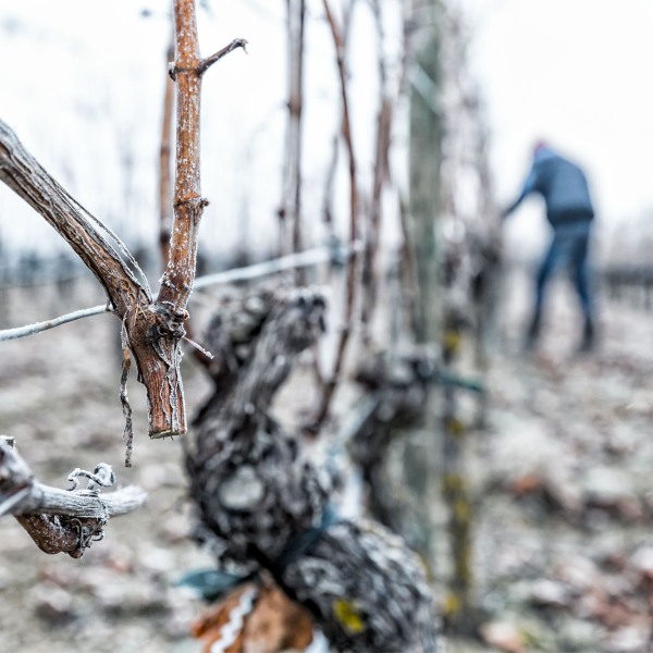 Winzerkeller Sommerach