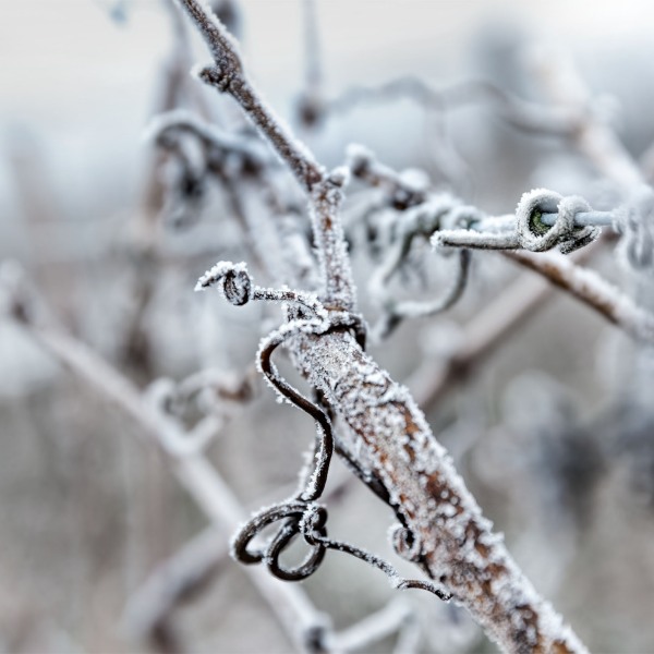 Winzerkeller Sommerach