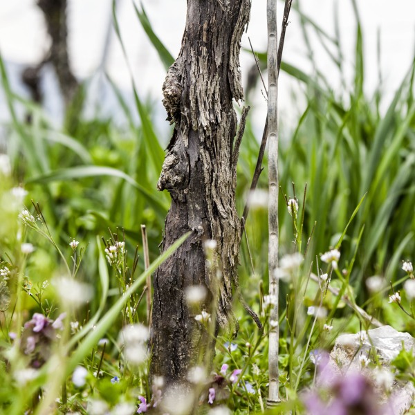 Winzerkeller Sommerach