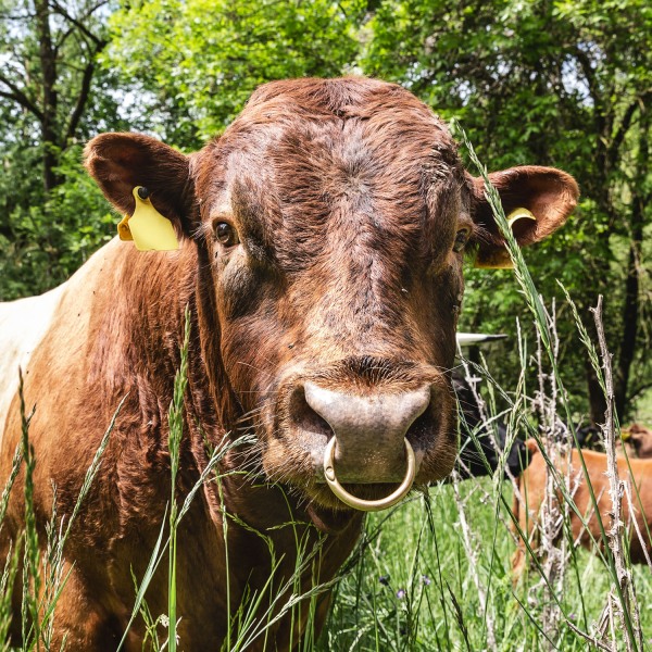 Der Schickimickikoch
