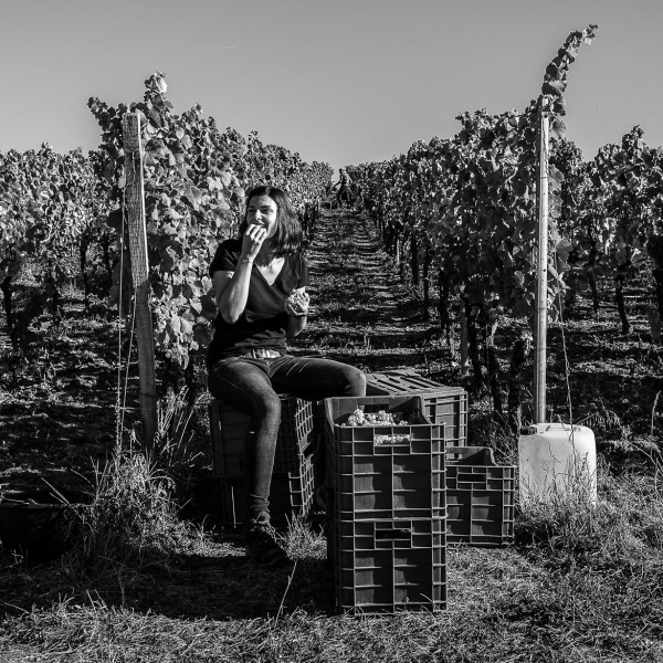 Silvaner Weingut Seufert