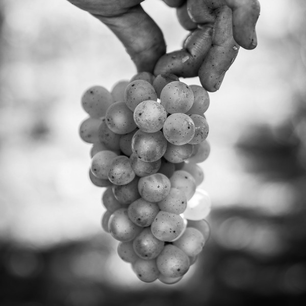 Silvaner Weingut Seufert