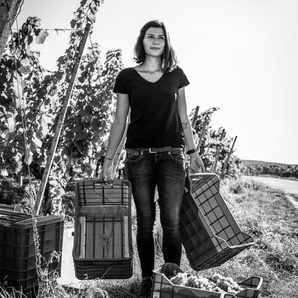 Silvaner Weingut Seufert