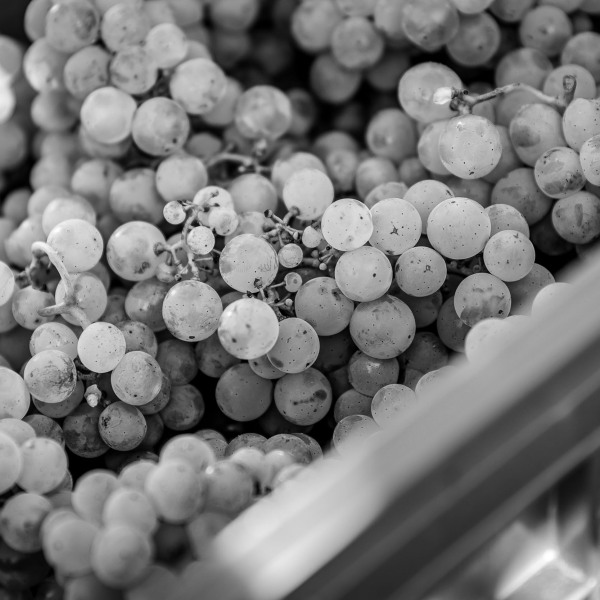 Silvaner Weingut Seufert