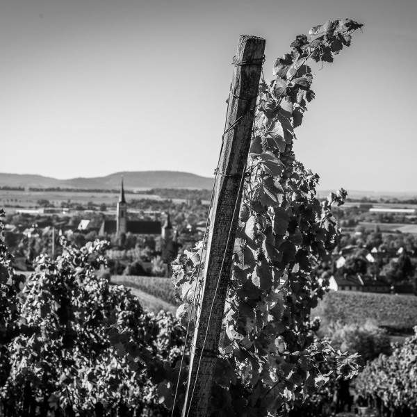 Silvaner Weingut Seufert
