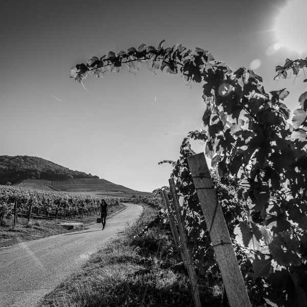 Silvaner Weingut Seufert
