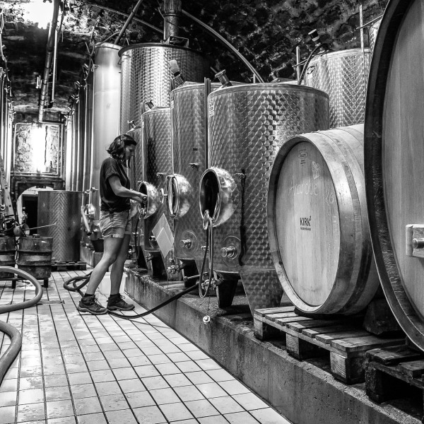 Silvaner Weingut Seufert