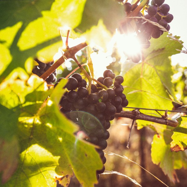 Weingut Franziska Schömig