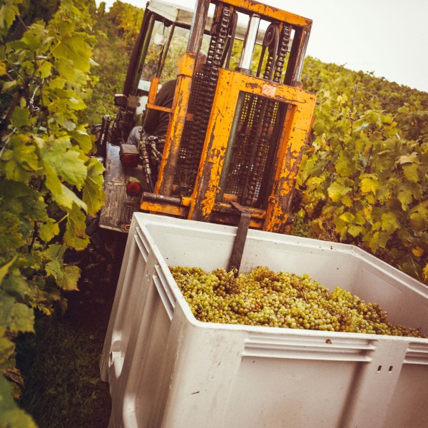 Weingut Franziska Schömig