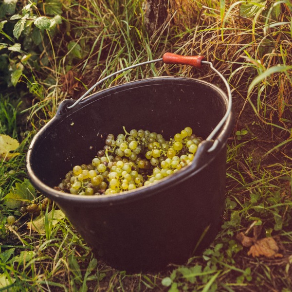Weingut Franziska Schömig