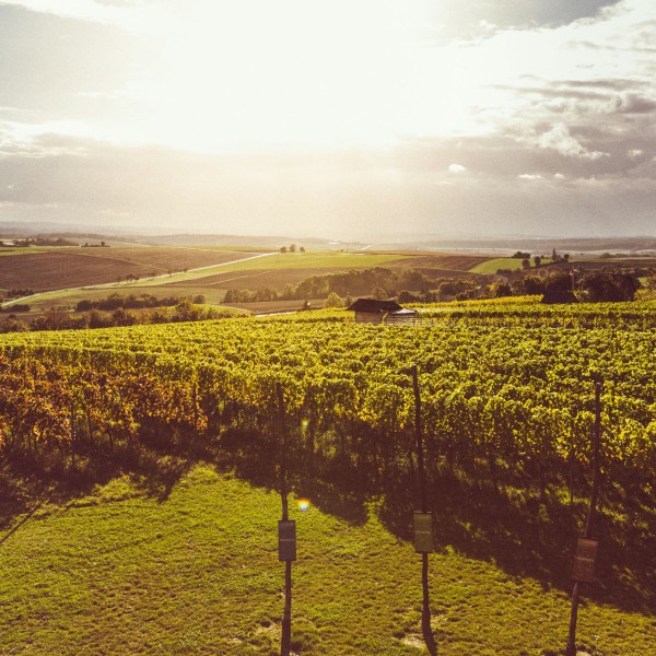 Weingut Franziska Schömig