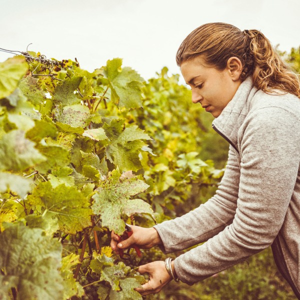 Weingut Franziska Schömig