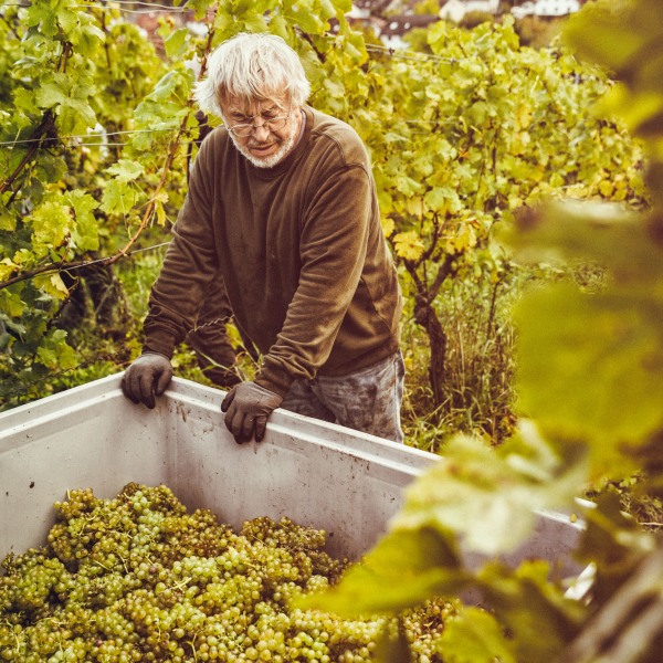 Weingut Franziska Schömig