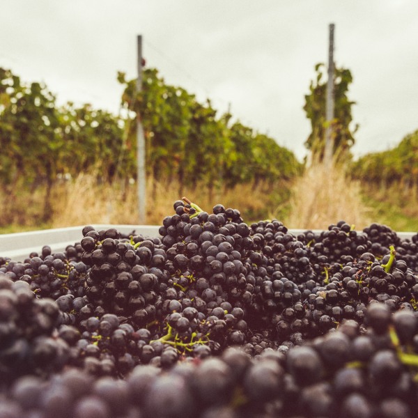 Weingut Franziska Schömig
