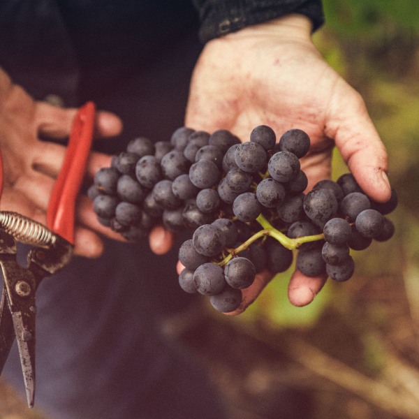 Weingut Franziska Schömig