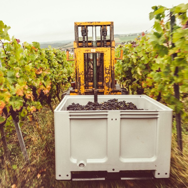 Weingut Franziska Schömig