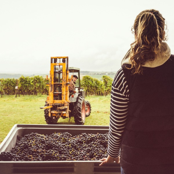 Weingut Franziska Schömig