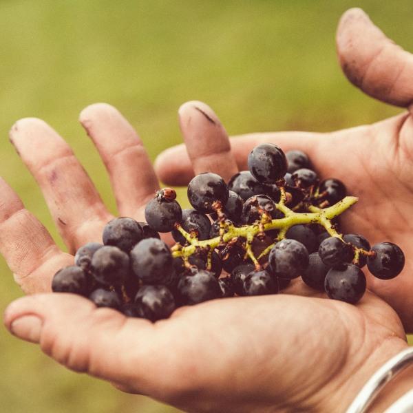 Weingut Franziska Schömig