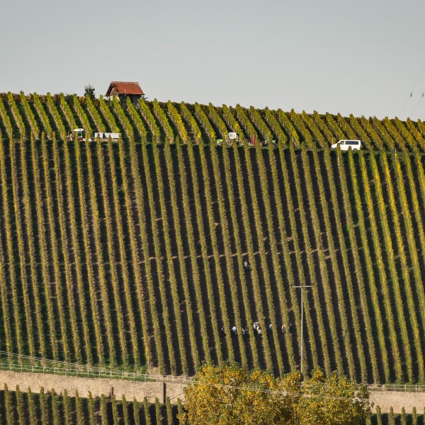 Weingut Horst Sauer