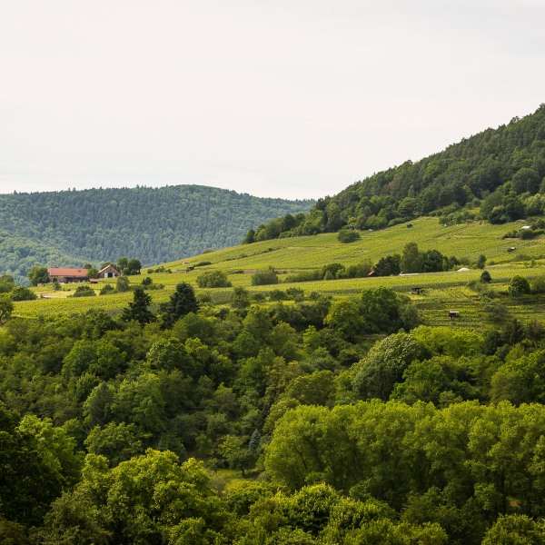 Weingut Rudolf Fürst