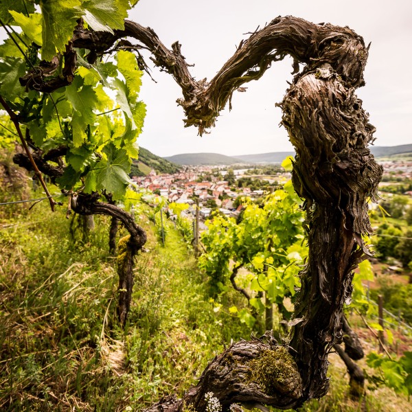 Weingut Rudolf Fürst