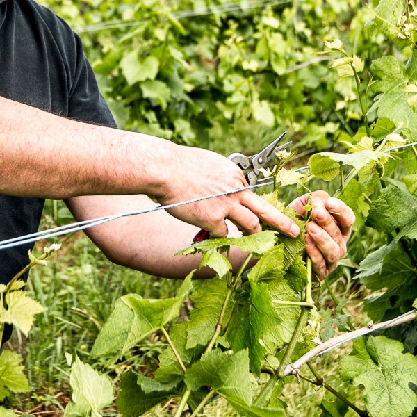 Weingut Rudolf Fürst
