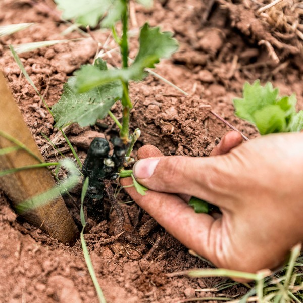 Weingut Rudolf Fürst